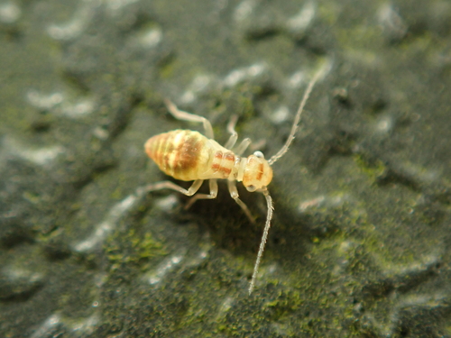 F-winged Barklouse, photo 4 of 9
