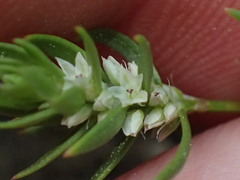 Polygonum polygaloides kelloggii