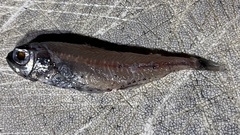 Pearly Lanternfish photo 1