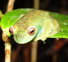 Hyloscirtus phyllognathus