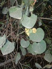 Cissampelos torulosa