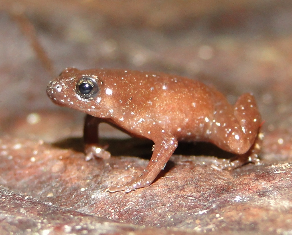 Parker's Humming Frog