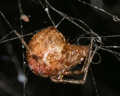 Tidarren sisyphoides