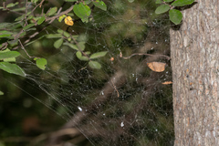 Tidarren sisyphoides