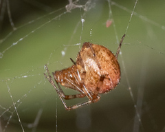 Tidarren sisyphoides