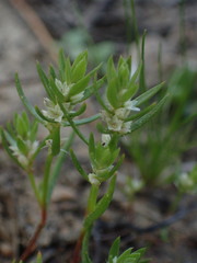 Polygonum polygaloides kelloggii