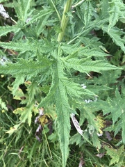 Echinops sphaerocephalus