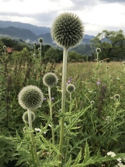 Echinops sphaerocephalus