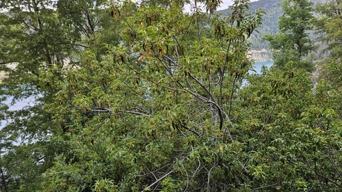 Aristotelia chilensis