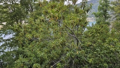 Aristotelia chilensis