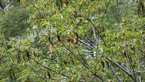 Aristotelia chilensis, photograph 1