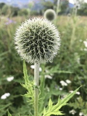 Echinops sphaerocephalus