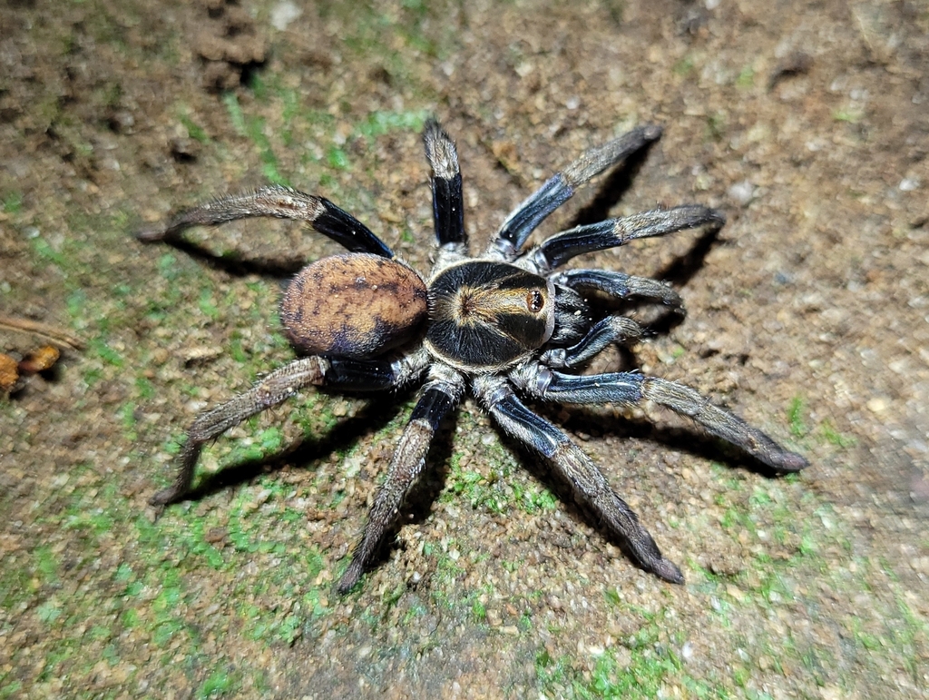 Neodiplothele itabaiana