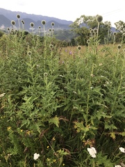 Echinops sphaerocephalus
