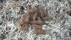 Tetrao urogallus