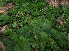 Pachyphragma macrophyllum