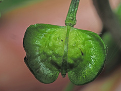 Pachyphragma macrophyllum