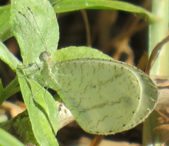 Leptosia alcesta inalcesta