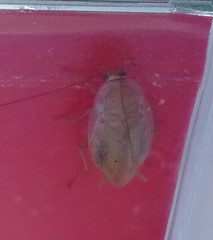 Ectobius pallidus