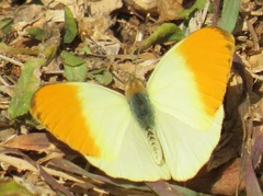 Afrodryas leda