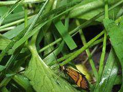Nemophora degeerella
