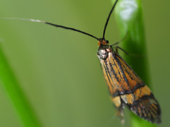 Nemophora degeerella