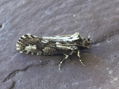 Acrolophus variabilis