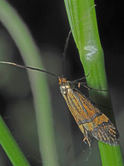 Nemophora degeerella
