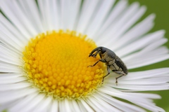 Odontocorynus