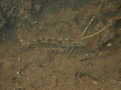 Pungitius pungitius