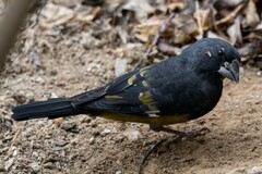White-Winged Grosbeak photo 5