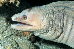 Drab Moray photo 4