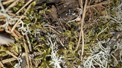 Closterotomus biclavatus