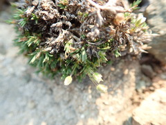Pseudocherleria macrocarpa