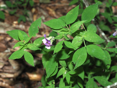 Lathyrus laxiflorus
