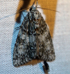 Acronicta retardata