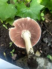 Fungi
