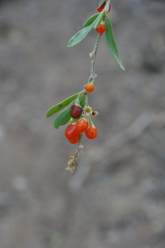 Lycium torreyi, photograph 2