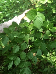 Viburnum rafinesqueanum