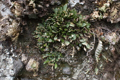 Stelis nigriflora