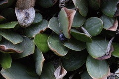 Stelis nigriflora