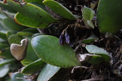 Stelis nigriflora