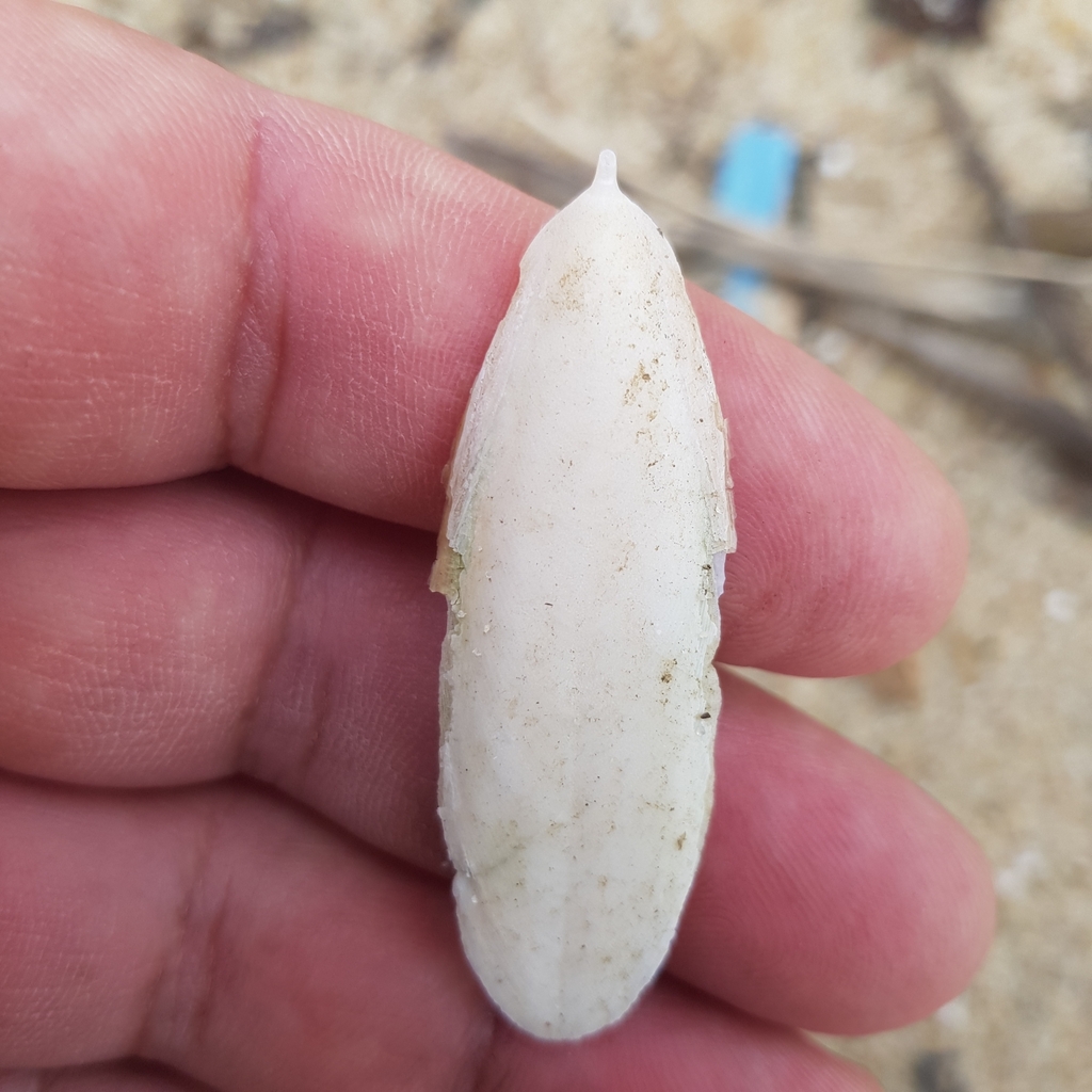 Photo of Pink cuttlefish (Sepia orbignyana)