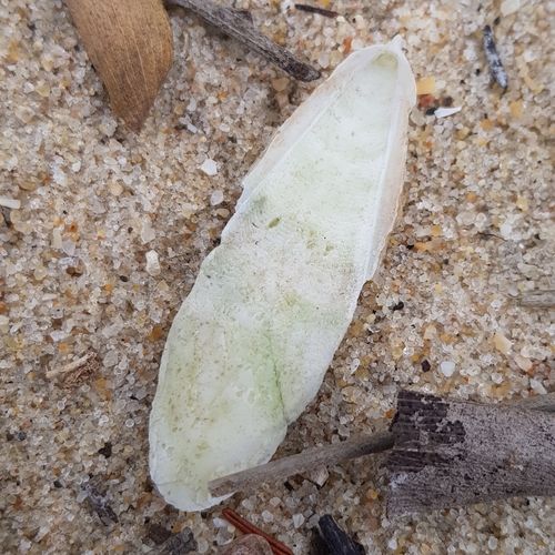 Photo of Pink cuttlefish (Sepia orbignyana)