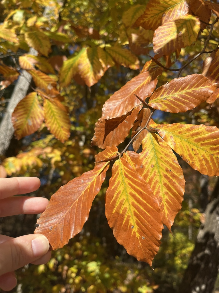 American beech from Chewacla State Park, Auburn, AL, US on December 1 ...