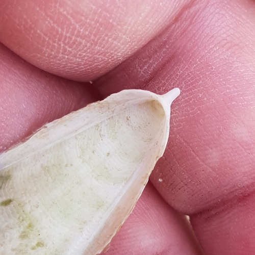 Photo of Pink cuttlefish (Sepia orbignyana)