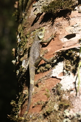 Kinabalu Crested Agama photo 2