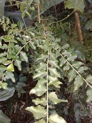 Dovyalis rhamnoides