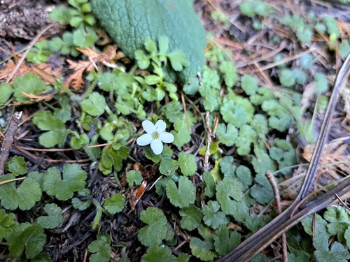 Image of Ellisiophyllum pinnatum by (c) vrxz, some rights reserved (CC BY-SA)