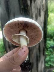 Fungi